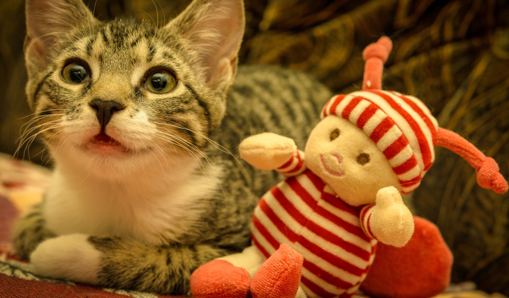 Маленький серый котенок с игрушкой