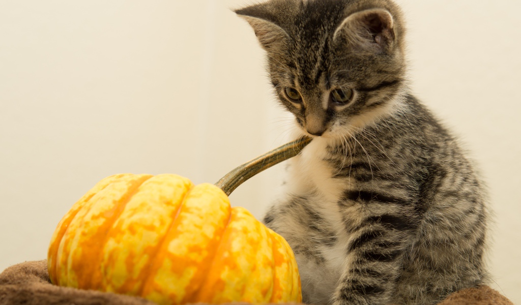 Маленький котенок с тыквой