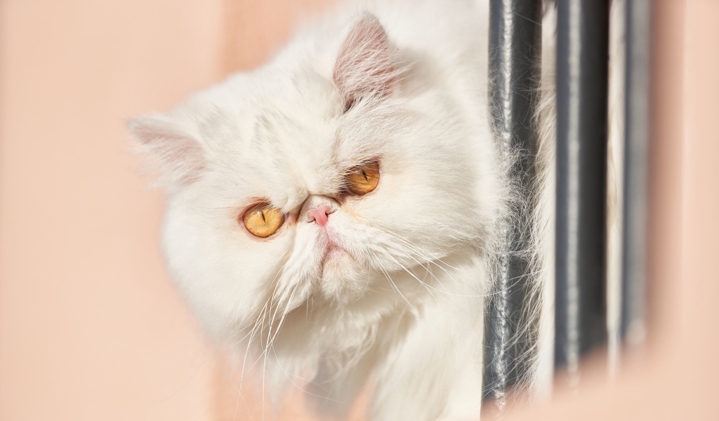 Морда белого персидского кота крупным планом 