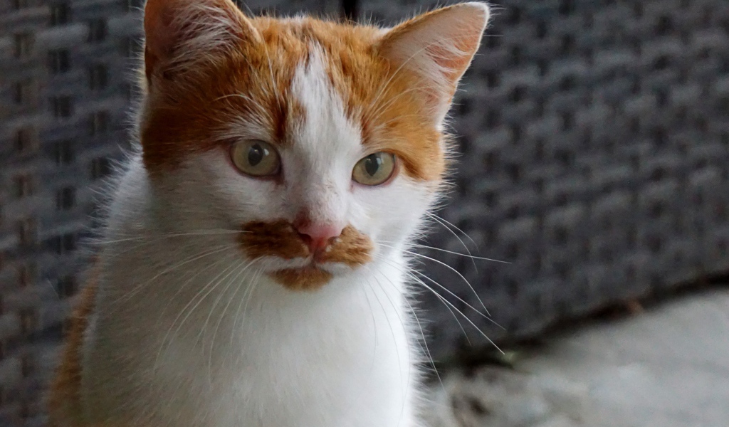 Рыжий с белым кот сидит на диване 