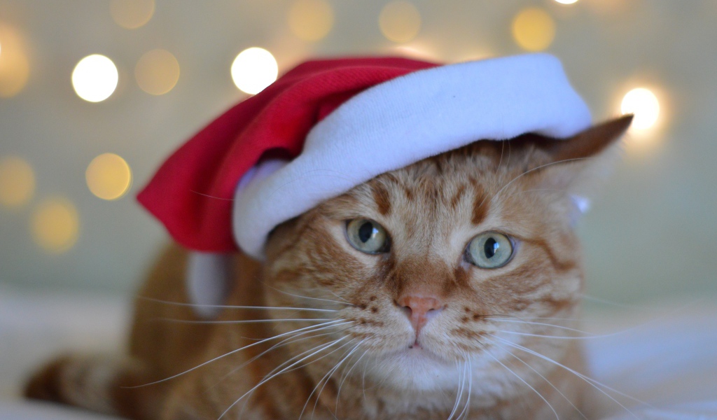 Рыжий кот в красной шапке Санта Клауса 