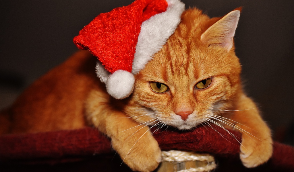 Грустный рыжий кот в новогодней шапке