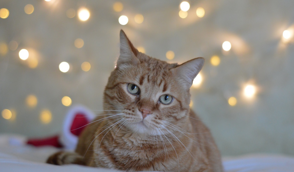 Грустный рыжий кот на фоне стены 