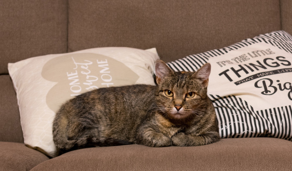 Серьезный серый домашний  кот лежит на диване