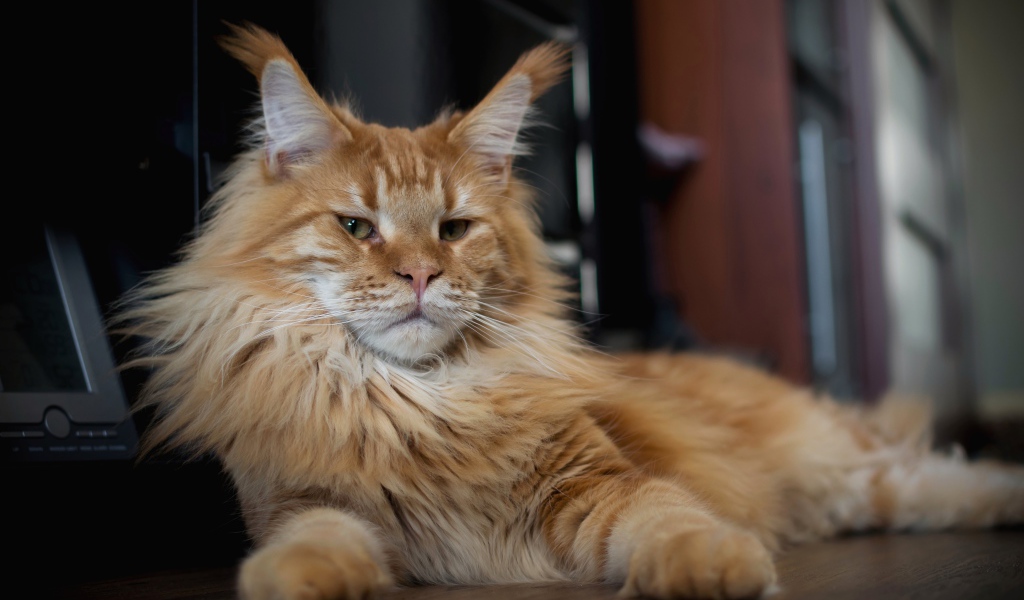 Серьезный рыжий кот мейн кун