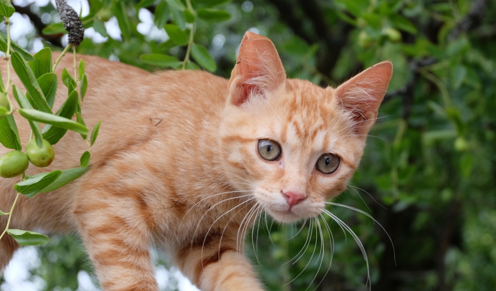Маленький красивый рыжий котенок в ветках 