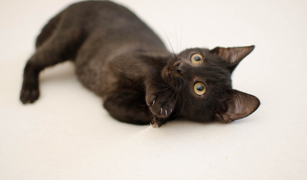 Маленький черный котенок с желтыми глазами на сером фоне