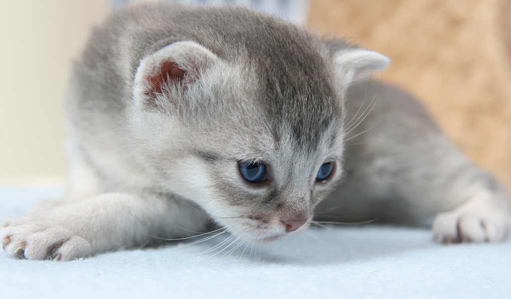 Маленький серый котенок на белом покрывале 