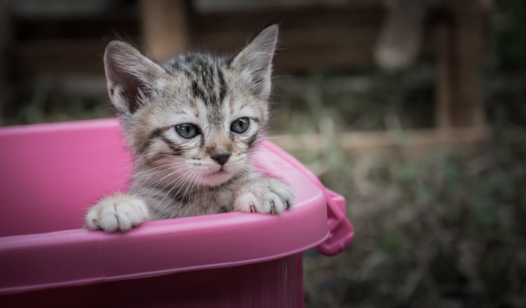 Маленький серый котенок сидит в розовом тазике