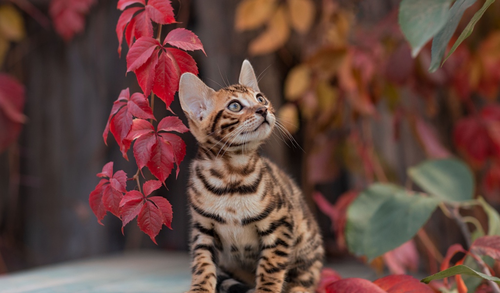 Small tabby kitten with red leaves