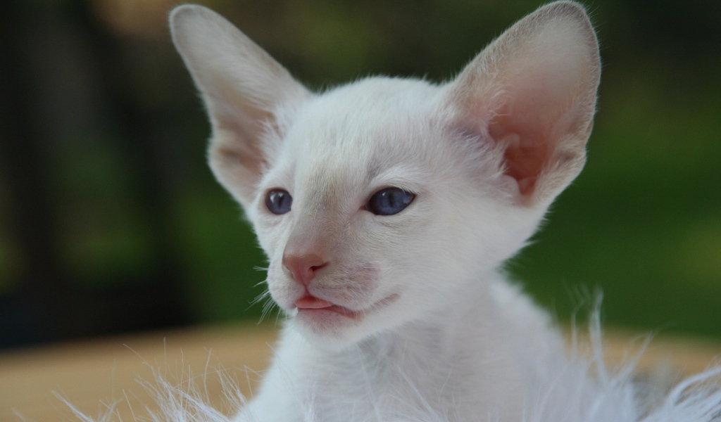 Маленький белый котенок с большими ушами 