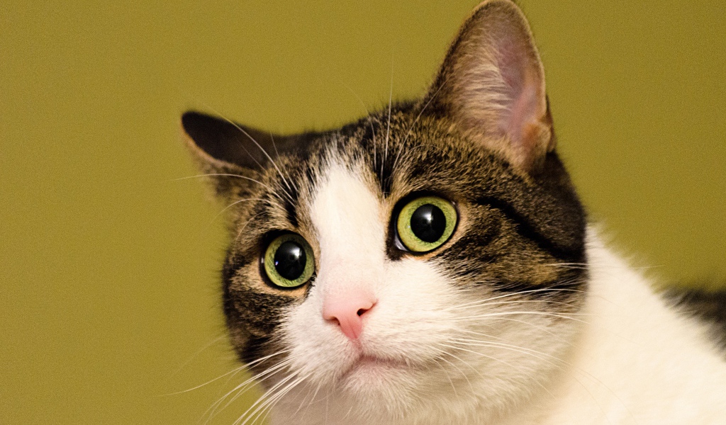 Удивленный кот на желтом фоне 