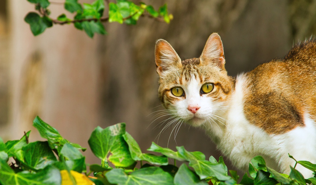 Удивленный кот сидит в зеленых листьях