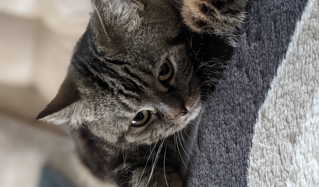 Полосатый серый кот лежит на покрывале