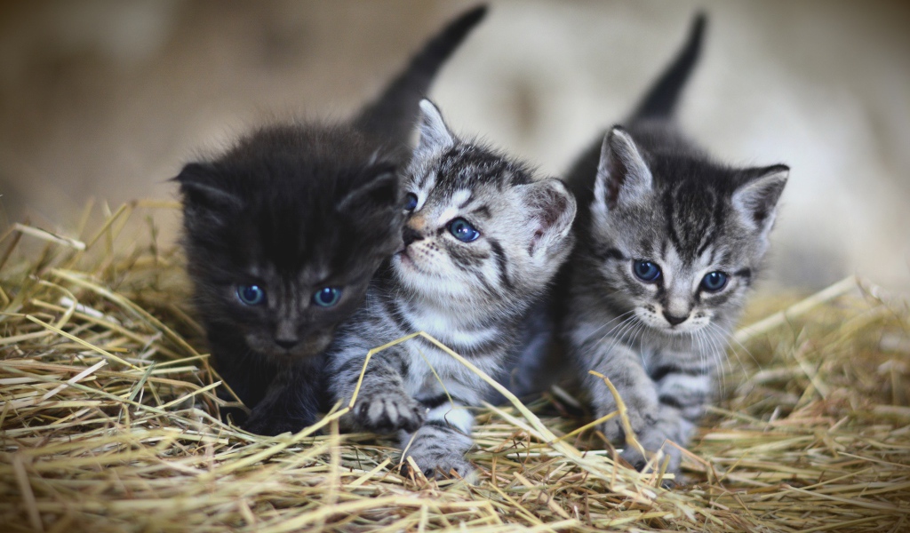 Три маленьких котенка на сене