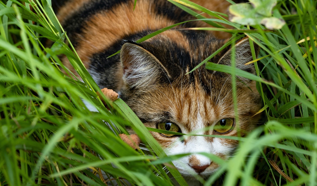 Трехцветная кошка прячется в зеленой траве