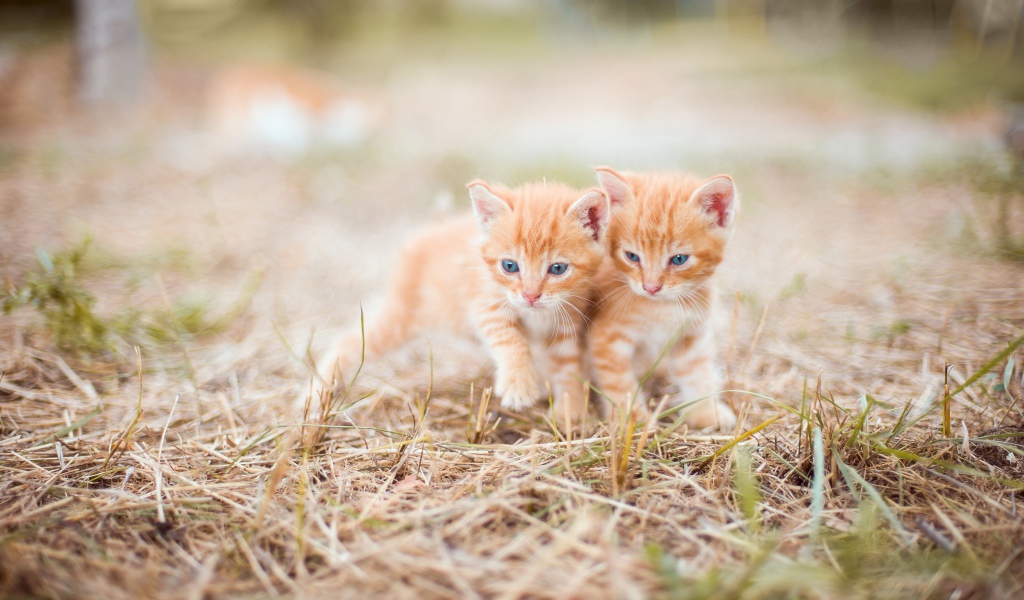 Два маленьких рыжих котенка на траве