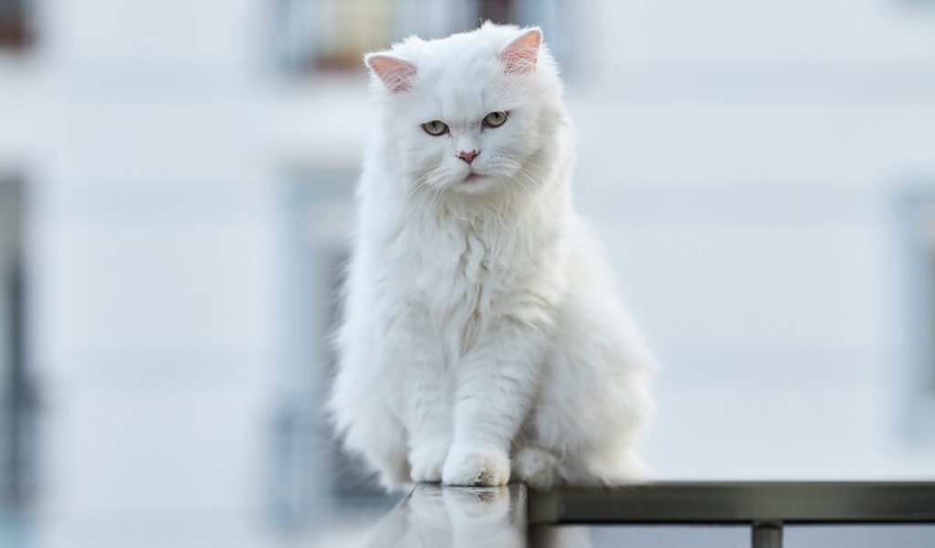 Белый кот сидит на перилах 