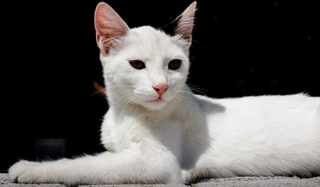 Белый кот спит на камнях на черном фоне