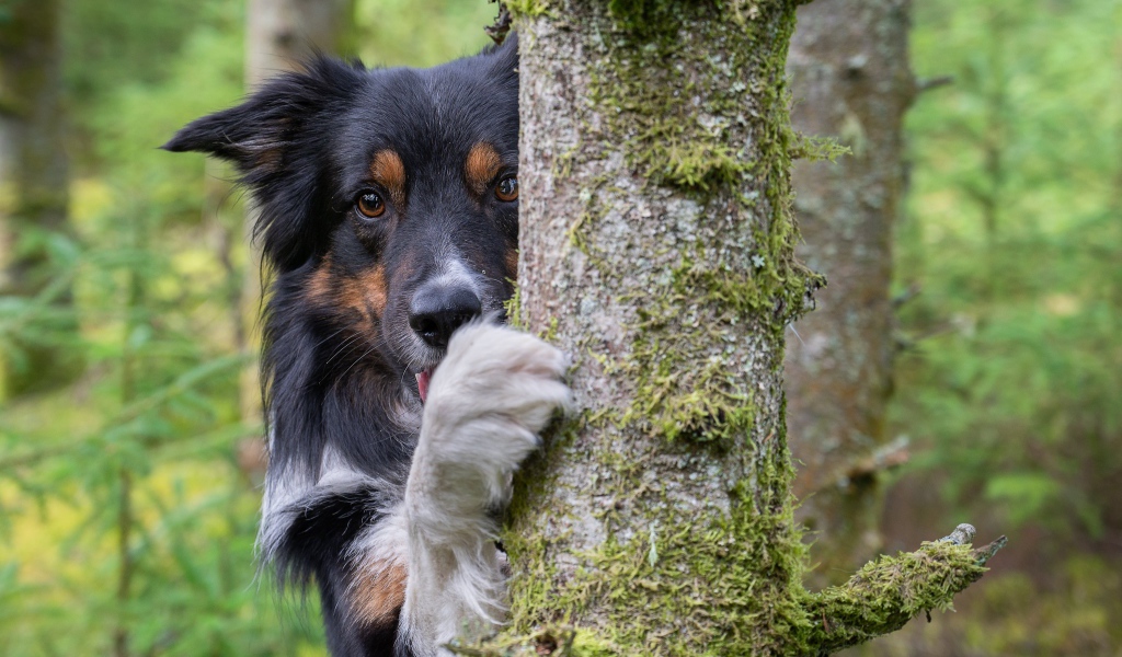 Собака породы  Бордер-Колли стоит у покрытого мхом дерева