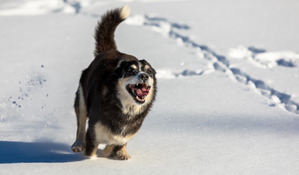 Веселая собака с высунутым языком бежит по снегу 