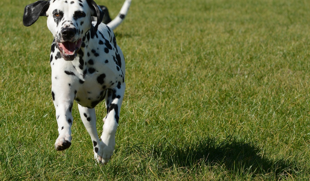 Довольный пятнистый далматин бежит по траве 