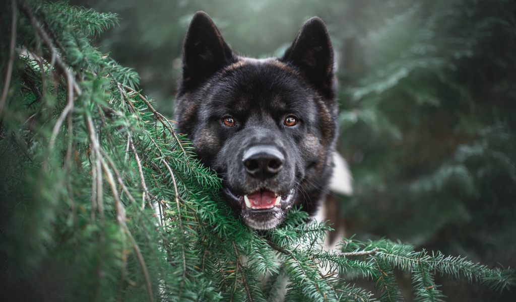 Собака породы акита ину прячется за веткой ели