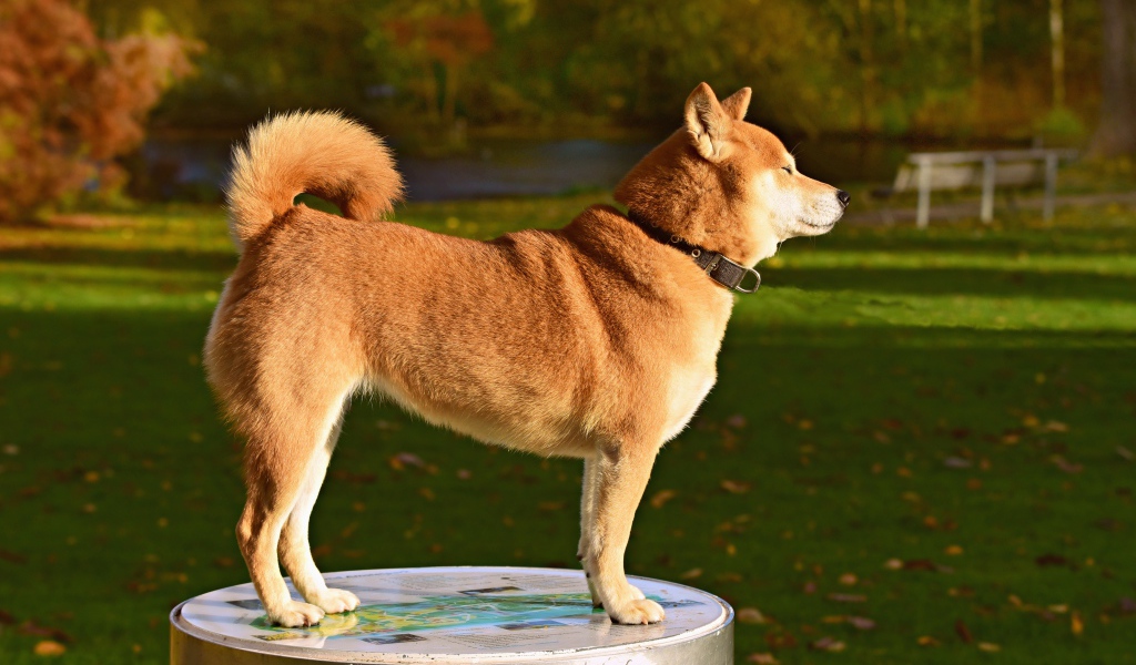 Собака породы акита ину в лучах солнца