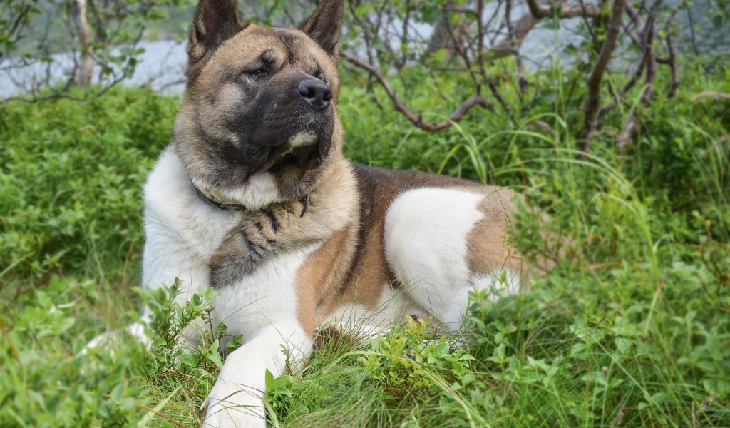 Американская акита лежит на траве
