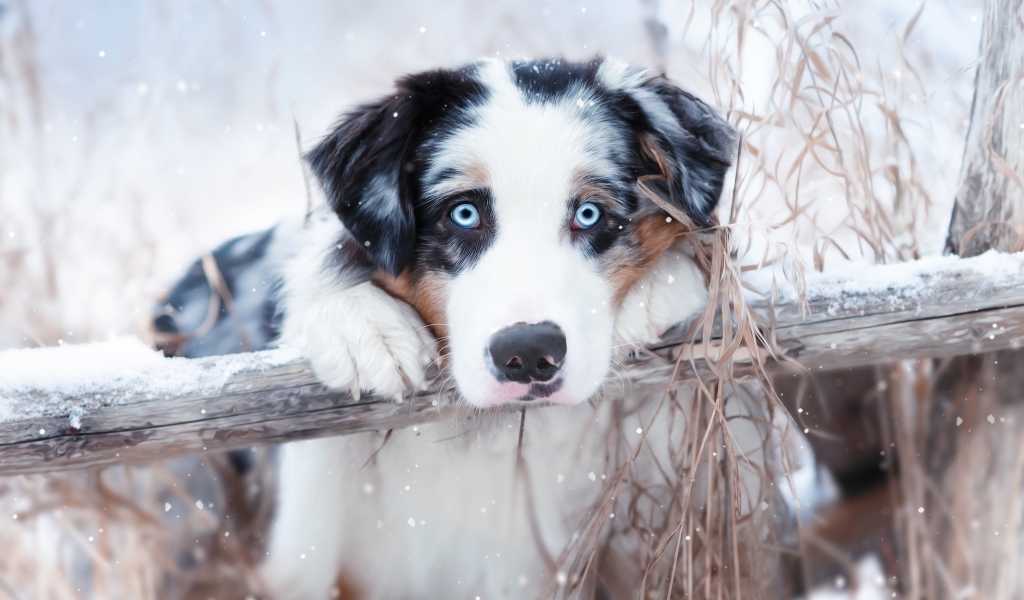Австралийская овчарка с голубыми глазами у забора