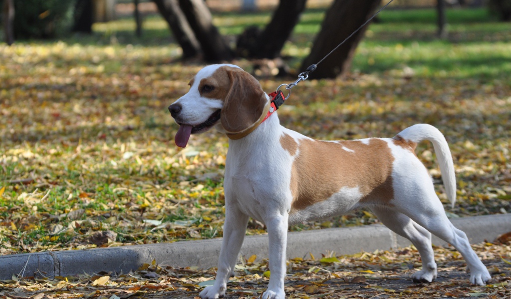 Красивый пес  породы бигль в парке 