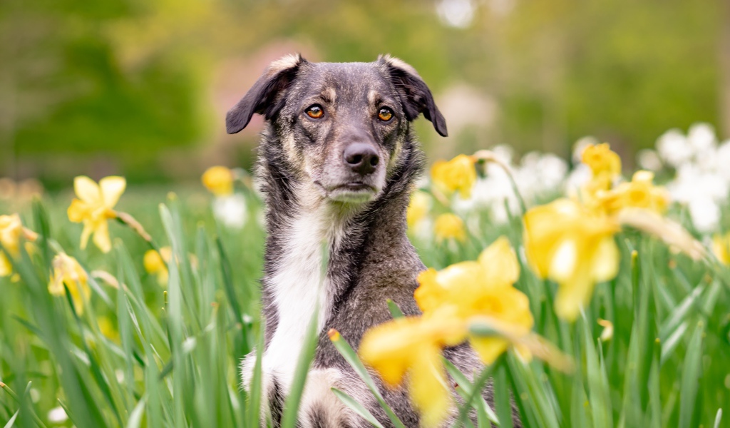 Красивая собака сидит в желтых нарциссах 