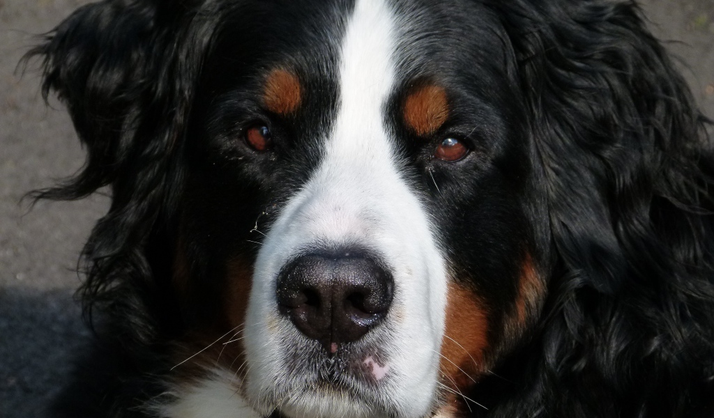 Бернский зенненхунд крупным планом 