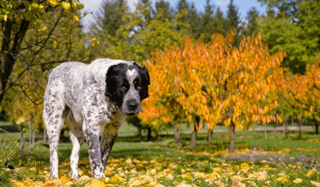Большой алабай идет по парку осенью 