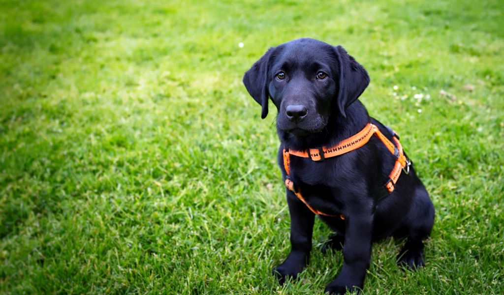 Большой черный лабрадор сидит на зеленой траве 