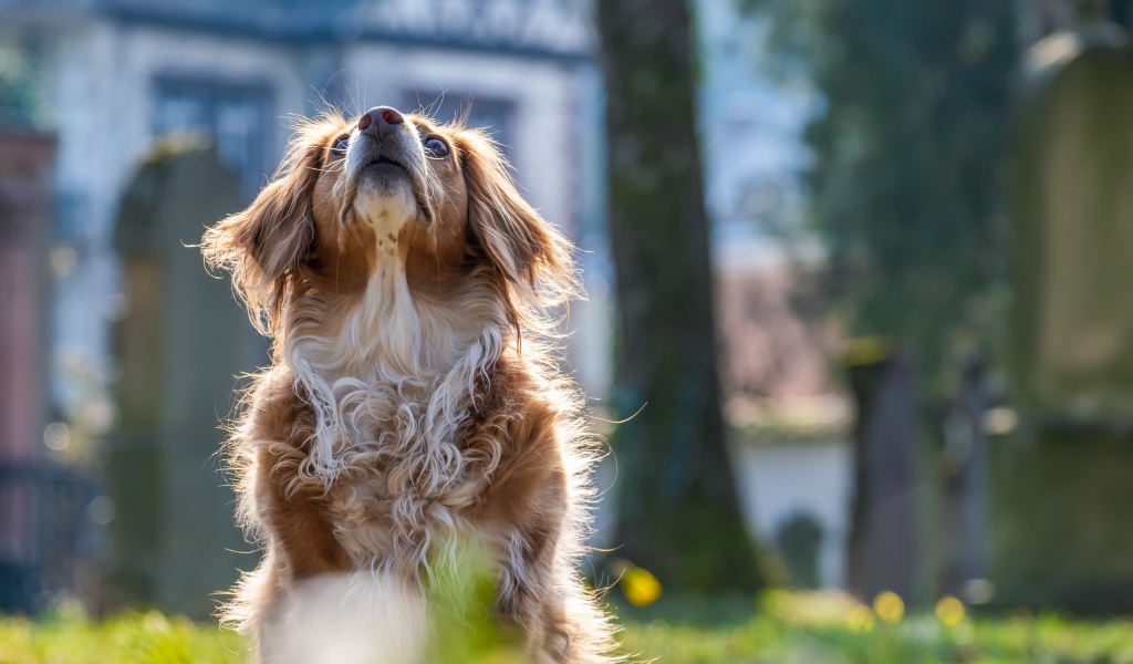 Большой пес смотрит вверх 