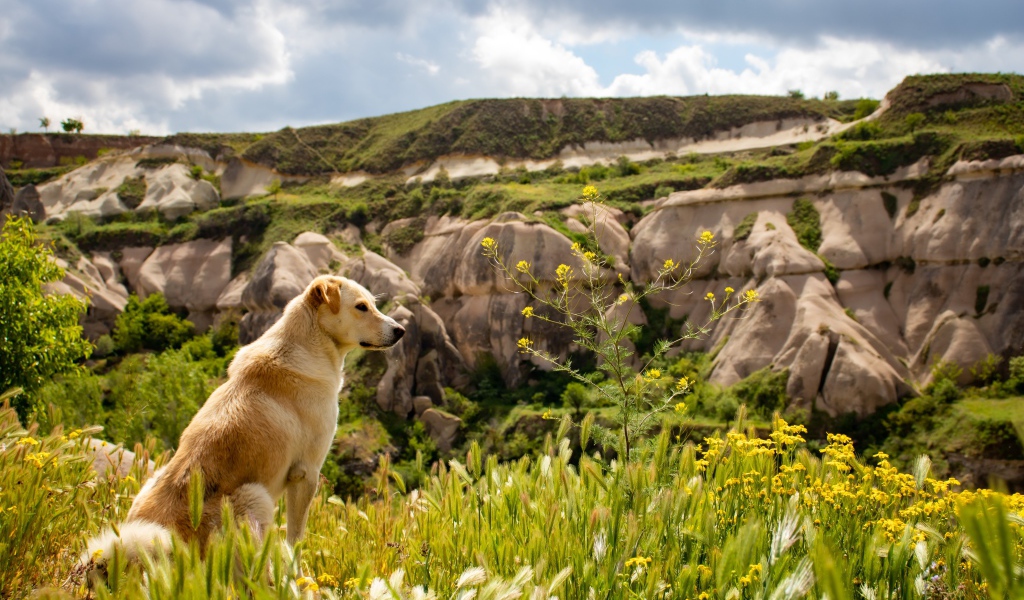 Большая собака сидит в зеленой траве у гор 