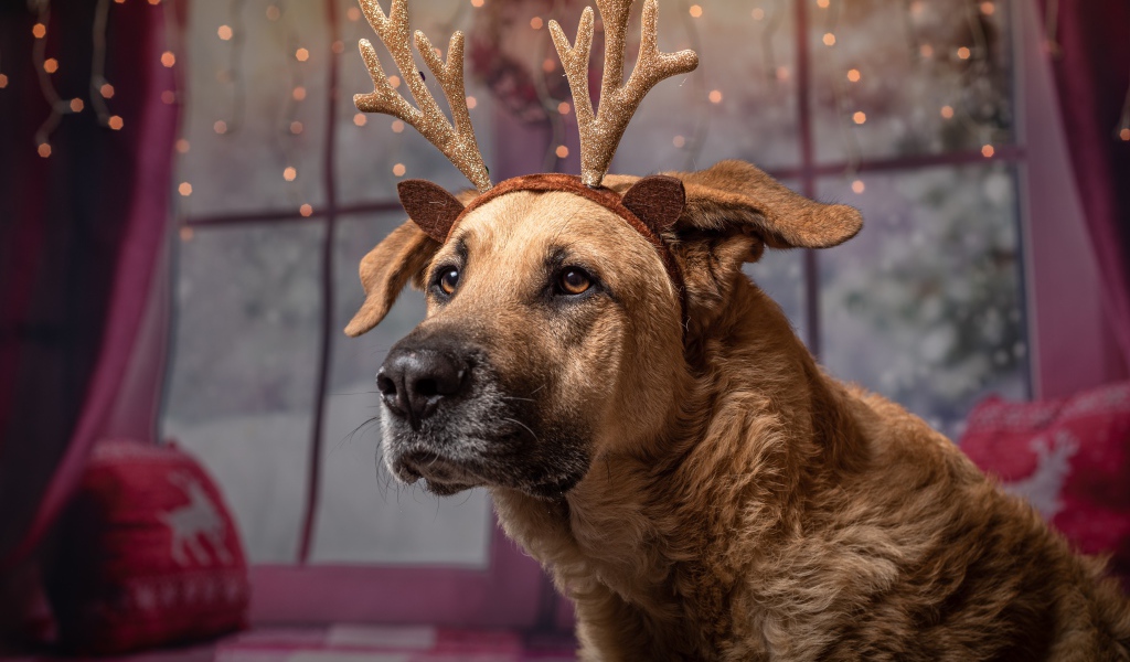 Большой пес с украшением на голове на Рождество 