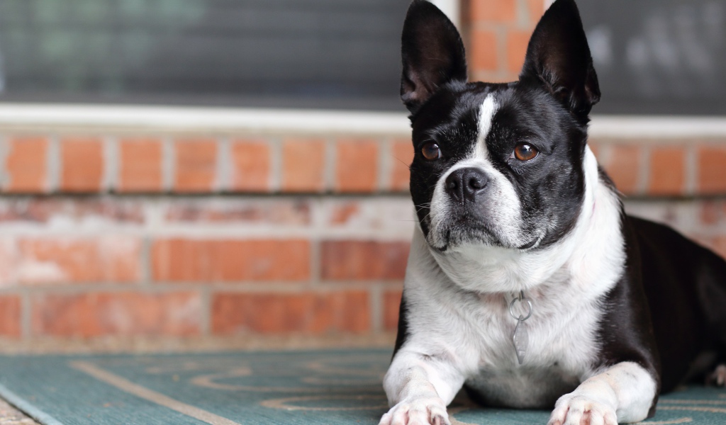 Большой французский бульдог лежит у дома 