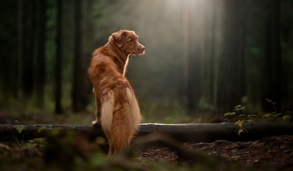Большой золотистый ретривер гуляет в лесу 