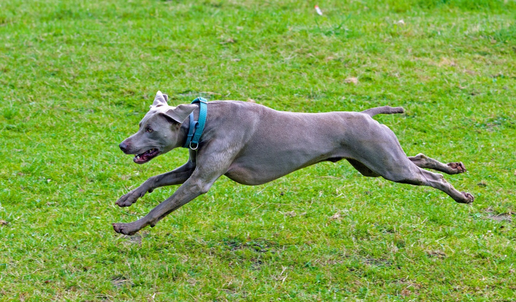 Большой серый Веймаранер бежит по зеленой траве 