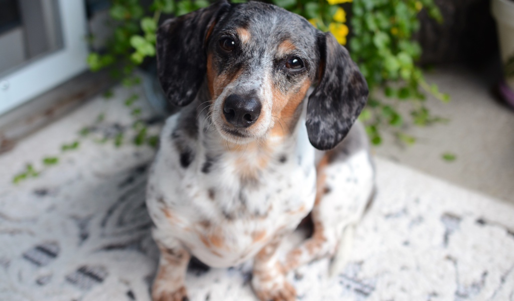 Большая грустная такса у стены 