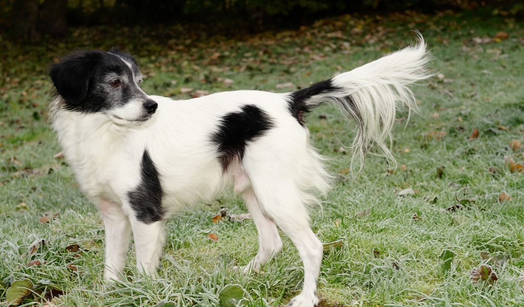 Большой бело-черный пес на зеленой траве 