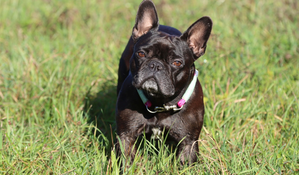 Черный французский бульдог на зеленой траве