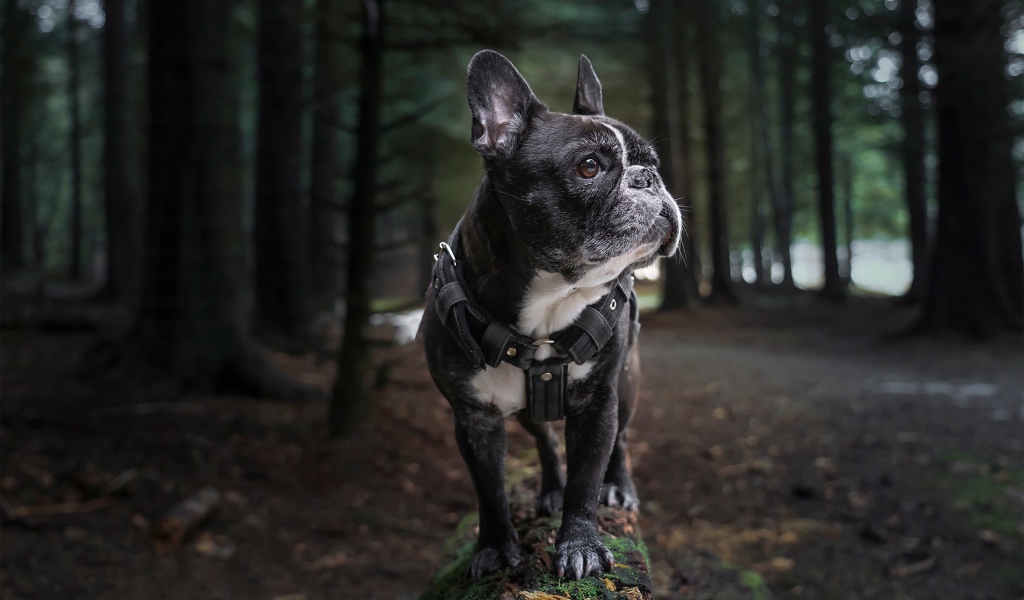 Черный французский бульдог гуляет в лесу