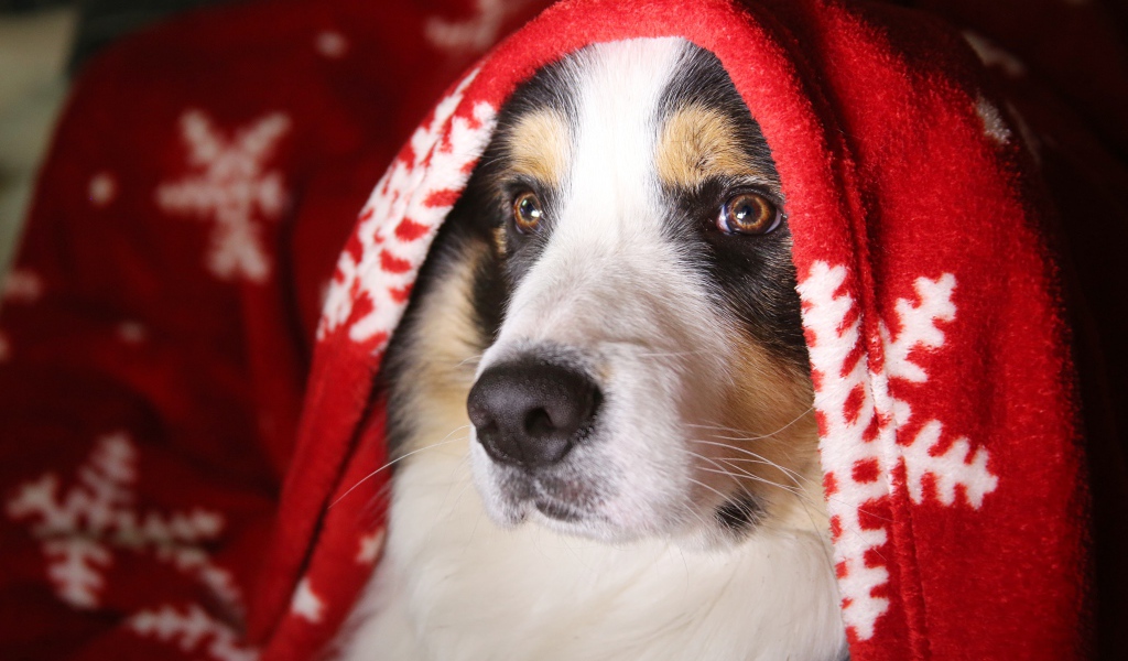 Собака породы бордер колли под одеялом