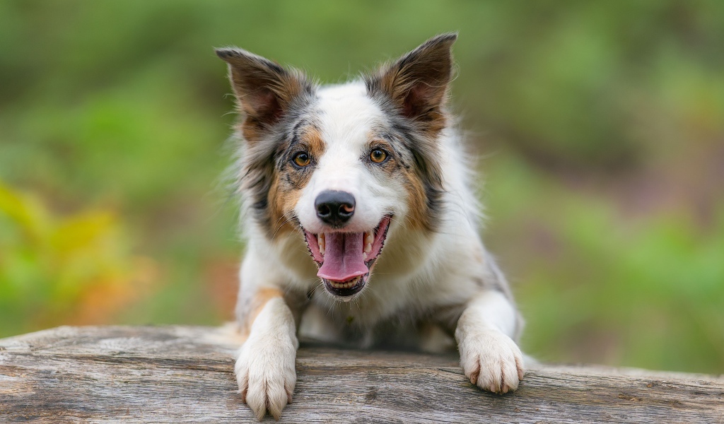Собака породы бордер колли с открытой пастью