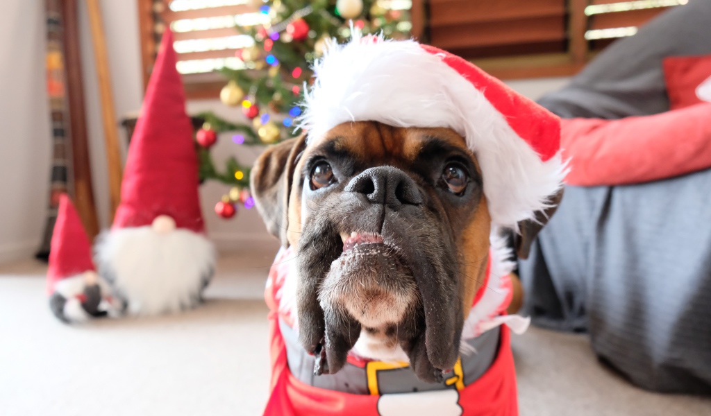 Бульдог в новогоднем костюме в  комнате 