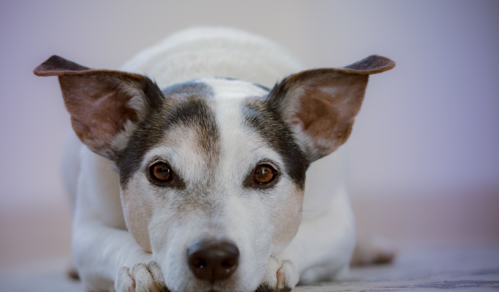 Умный грустный пес лежит на земле