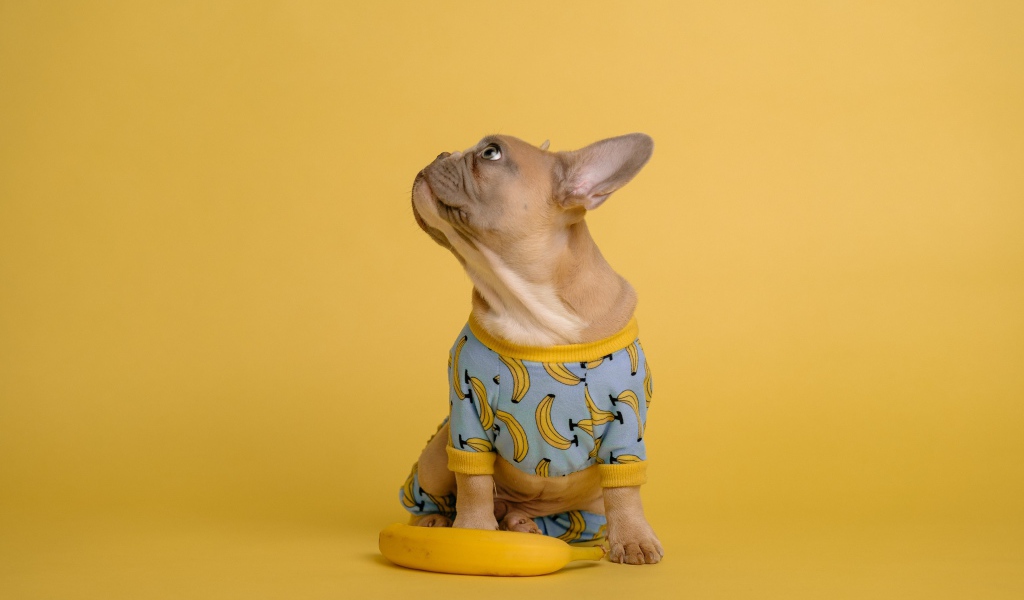 Милый французский бульдог в костюме